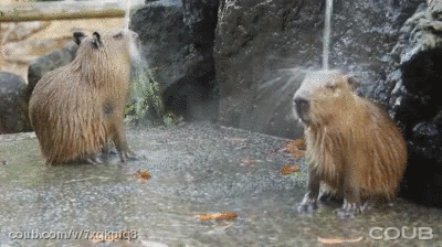 capybaraShowerGif
